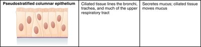 Pseudostratified columnar epithelium