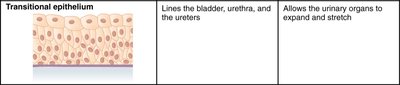 Transitional epithelium
