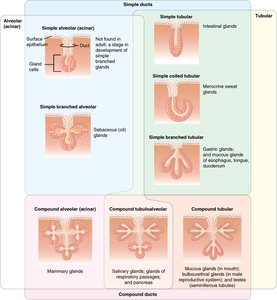Types of glandular structures