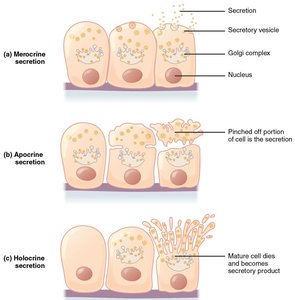 Merocrine, apocrine, and holocrine secretion