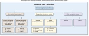 Classification of connective tissue