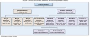 Classification of epithelial tissue