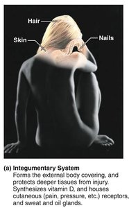Integumentary system