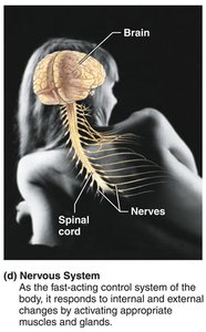 Nervous system