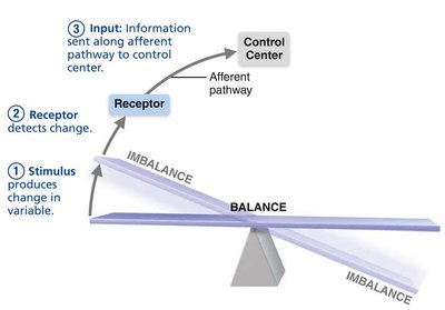 Homeostatic control system: input to control center