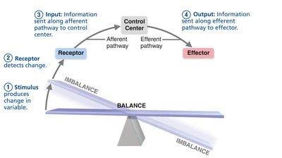 Homeostatic control system: output to effector