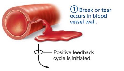 Positive feedback: break in blood vessel wall