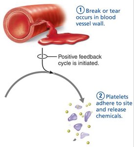 Positive feedback: platelets adhere and release chemicals