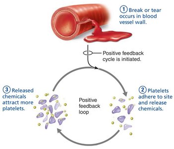 Positive feedback: chemicals attract more platelets