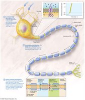 The big picture of action potentials