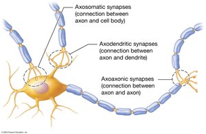Structural types of synapses