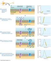 Events of an action potential