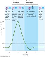 Refractory periods of an action potential