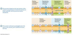 Propagation of an action potential