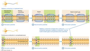 Comparison of saltatory and continuous conduction