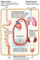Organ system interrelationships