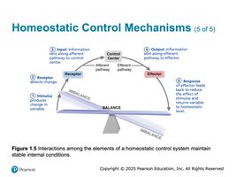 Homeostatic control mechanism