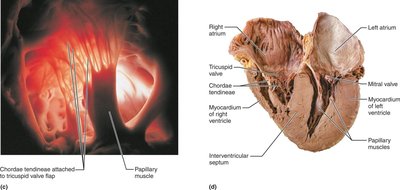 Heart valves, anatomical and dissection views