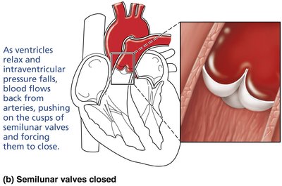 Function of semilunar valves: closed state
