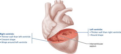 Anatomical differences between right and left ventricles