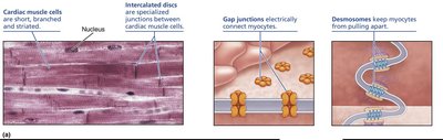 Microscopic anatomy of cardiac muscle: intercalated discs, gap junctions, desmosomes