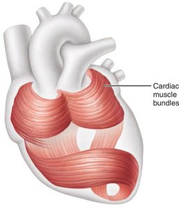 Circular and spiral arrangement of cardiac muscle bundles