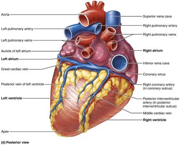 Posterior view of the heart showing external anatomy