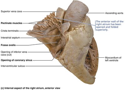 Internal aspect of the right atrium, anterior view