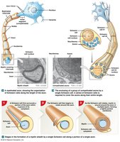 Myelination by Schwann cells in the PNS
