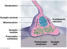 Structure of a synapse