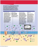 Ion distribution and sodium-potassium pump