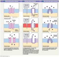 Graded potential generation and spread