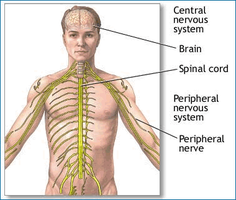 Diagram of the central and peripheral nervous system