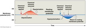 Graph of depolarization and repolarization