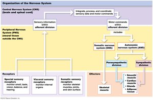 Organization of the nervous system