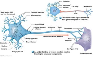 Structure of a neuron
