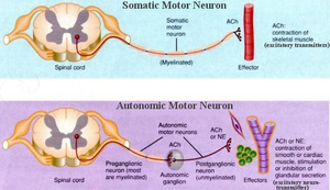 Somatic and autonomic motor neuron pathways