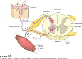 Reflex arc showing sensory neuron, interneuron, and motor neuron