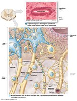 Neuroglia in the CNS