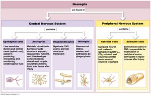 Table comparing CNS and PNS neuroglia