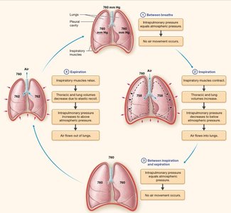 Diagram summarizing the pulmonary ventilation cycle