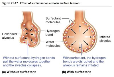 Effect of surfactant on alveolar surface tension