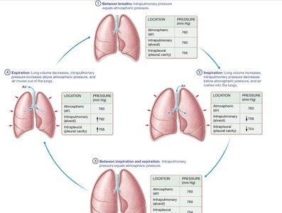 Cycle of pulmonary ventilation showing pressure changes during breathing