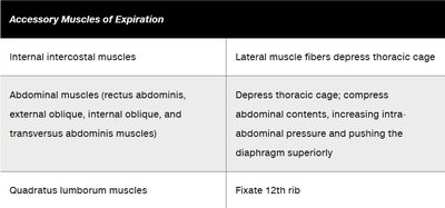 Table of accessory muscles of expiration
