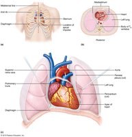 Heart location and anatomical relations