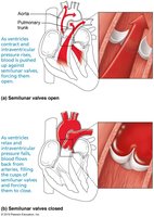 Heart sounds: AV and semilunar valve closure