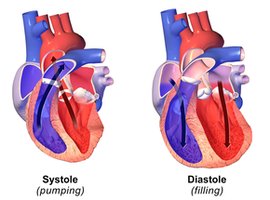 Systole and diastole phases