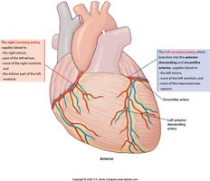Major coronary arteries of the heart
