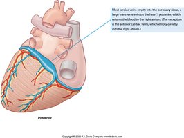 Major cardiac veins of the heart