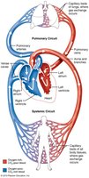 Pulmonary and systemic circuits diagram